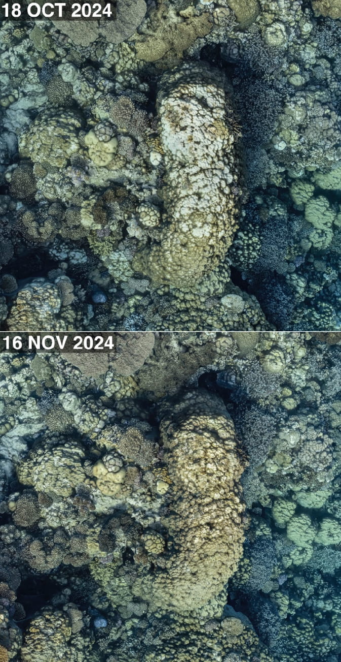 Coral Bleaching