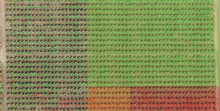 Crop variability